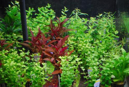 Aquariumplanten mix pakket 24 stuks - 5cm pot, Dieren en Toebehoren, Vissen | Aquaria en Toebehoren, Plant(en), Steen of Hout