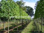 Groenblijvende bladhoudende Leibomen leilinde dakbomen