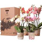 Kolibri Orchids - Surprise box mix - planten voordeel box -, Verzenden