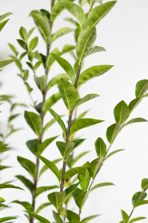 Haagliguster Ligustrum Ovalifolium Haag 150-175 Kluit, Tuin en Terras, Planten | Struiken en Hagen