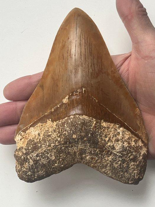 Grote Megalodon tand 14,9 cm - Fossiele tand - Carcharocles, Verzamelen, Mineralen en Fossielen