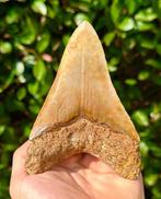 Megalodon - Fossiele tand - 13 cm - 9 cm, Verzamelen, Mineralen en Fossielen