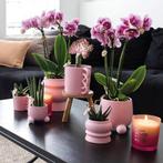 Kolibri Orchids | COMBI DEAL van 2 roze paarse phalaenopsis, Verzenden, Nieuw