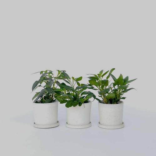 Solanum Pepino gold - Meloenpeer - Set van 3, Tuin en Terras, Planten | Tuinplanten, Verzenden