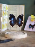 Mot Taxidermie volledige montage - Véritable Napeocles