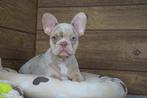 Prachtige raszuivere Franse bulldog pups, Dieren en Toebehoren, 15 weken tot 1 jaar, Buitenland, Parvo, Bulldog