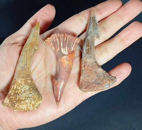 Hamerhaai - Fossiele tanden - Fósiles naturales de tiburón, Verzamelen, Mineralen en Fossielen