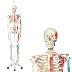 Anatomie model menselijk skelet spieren, Sport en Fitness, Overige Sport en Fitness, Nieuw, Verzenden
