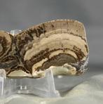 Fijnste versteende stromatoliet - Gefossiliseerde plant -