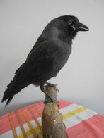 Zwarte kraai Taxidermie volledige montage - Choucas des, Nieuw