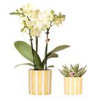 Kolibri Orchids | Set van gele orchidee Mexico en succulent, Huis en Inrichting, Verzenden, Nieuw