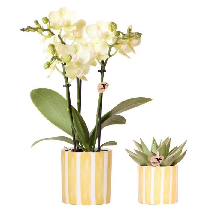 Kolibri Orchids | Set van gele orchidee Mexico en succulent, Huis en Inrichting, Woonaccessoires | Wanddecoraties, Nieuw, Verzenden