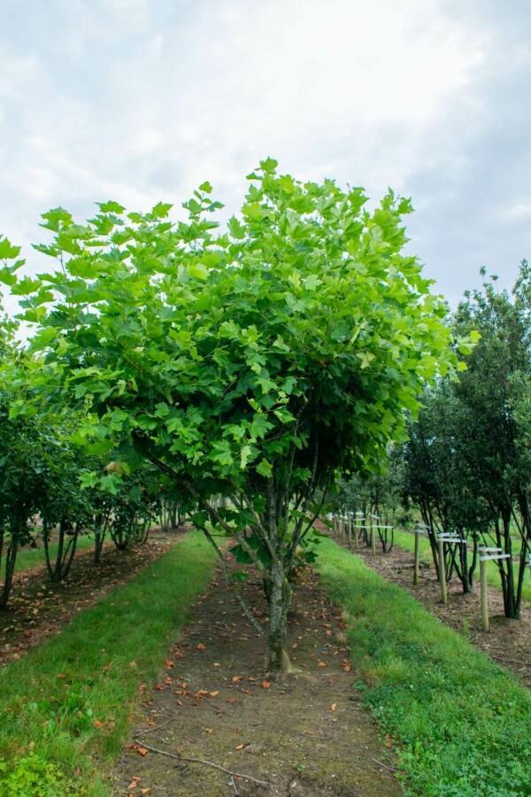 Platanus x hispanica meerstammig, Tuin en Terras, Planten | Tuinplanten