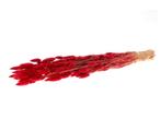 Lagurus Ovatus 100 gr in hoes Rood Pluimgras graspluimen, Ophalen of Verzenden, Nieuw