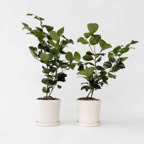 Camellia japonica Bonomiana - Set de 2 - Japanse roos, Tuin en Terras, Planten | Tuinplanten, Verzenden