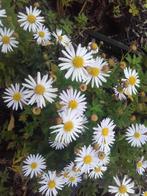 Aster ageratoides Asran , Herfstaster, Tuin en Terras, Planten | Tuinplanten, Vaste plant, Herfst, Ophalen of Verzenden, Volle zon