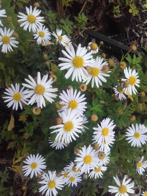 Aster ageratoides Asran , Herfstaster, Tuin en Terras, Planten | Tuinplanten, Vaste plant, Volle zon, Herfst, Ophalen of Verzenden