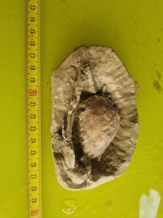 Fossiel Pantser - Carcionoplaxlongimanus - 4 cm - 12 cm - 10, Verzamelen, Mineralen en Fossielen