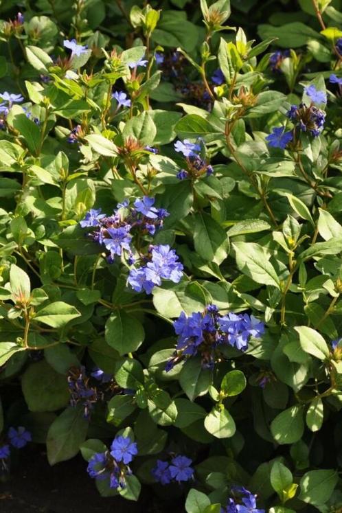 Loodkruid Ceratostigma plumbaginoides Pot, Tuin en Terras, Planten | Tuinplanten