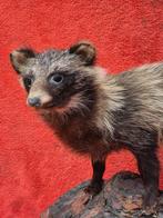 Wasbeerhond Taxidermie volledige montage - Nyctereutes, Verzamelen, Dierenverzamelingen, Nieuw