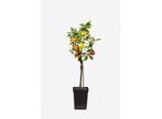 3 in 1 Appelboom, Huis en Inrichting, Verzenden