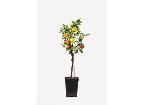3 in 1 Appelboom, Huis en Inrichting, Kamerplanten, Verzenden
