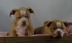 Old English Bulldog pups! t Gezonde type. Mogen direct mee!, Parvo, Nederland, 8 tot 15 weken, Bulldog