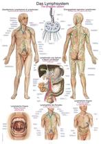 Anatomie poster lymfe (Duits/Engels/Latijn, papier, 50x7..., Nieuw