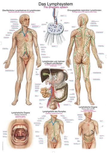 Anatomie poster lymfe (Duits/Engels/Latijn, papier, 50x7... beschikbaar voor biedingen