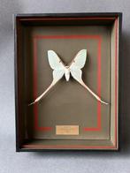 Mot Taxidermie volledige montage - Actias dubernardi - 26 cm, Nieuw
