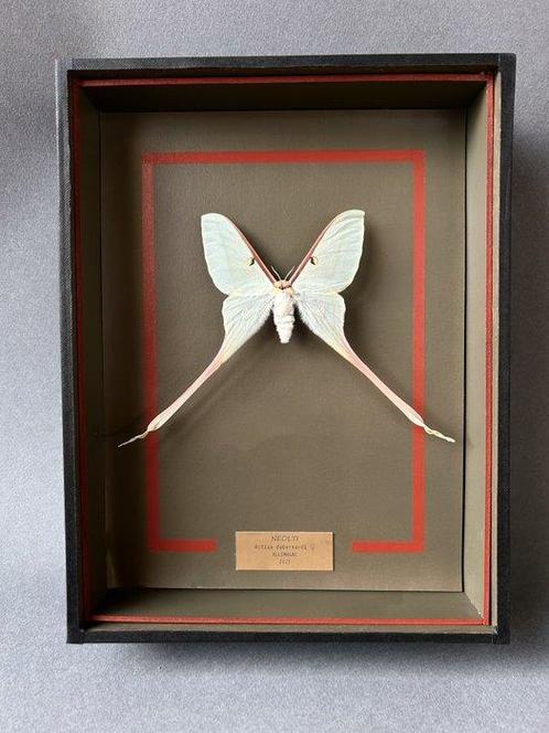 Mot Taxidermie volledige montage - Actias dubernardi - 26 cm, Verzamelen, Dierenverzamelingen