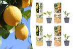 Set van 4 citrusplanten (25 - 40 cm), Huis en Inrichting, Kamerplanten