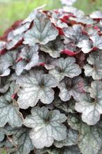 Purperklokje Heuchera Regina 5-10 Pot P9, Tuin en Terras, Planten | Tuinplanten