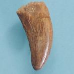 Dinosaurus - Fossiele tand - Carcharodontosaurus sp. - 35 mm, Verzamelen, Mineralen en Fossielen