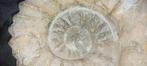 Ammoniet - Gefossiliseerde schelp - Aspidoceras sp - 22 cm -, Verzamelen, Mineralen en Fossielen