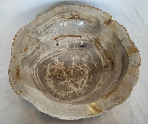 Fossiel hout - Gefossiliseerd hout - Dipterocarpus sp. -, Verzamelen, Dierenverzamelingen