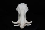 African Warthog Schedel - Phacochoerus africanus - 0 cm - 16, Verzamelen, Dierenverzamelingen, Nieuw