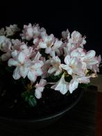 Azaleabos - Geen veilingprijs - Hoogte (boom): 18 cm -