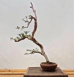 Olijf bonsai (Olea europaea) - Hoogte (boom): 65 cm -