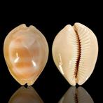 Mooie schelp behoort tot de soort Lyncina Sulcidentata., Verzamelen, Nieuw