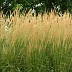 Calamagrostis acutiflora ‘Karl Foerster’ - Potmaat 9x9 cm, Tuin en Terras, Planten | Tuinplanten, Ophalen of Verzenden