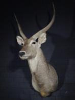 Waterbok Taxidermie wandmontage - Kobus ellipsiprymnus - 67, Nieuw