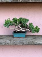 Jeneverbes bonsai (Juniperus) - Hoogte (boom): 17 cm -, Antiek en Kunst