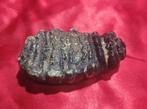 Stegodont - Fossiele tanden - Stegodon trigonocephalus bebe
