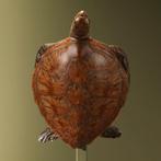 Schildpad Antiek Taxidermie Opgezette Dieren By Max, Verzamelen, Ophalen of Verzenden, Nieuw, Reptiel of Amfibie, Opgezet dier