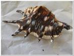 Lambis Tiger schelpen 13 cm 5 stuks, Ophalen of Verzenden, Nieuw