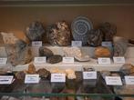 Oude fossielenverzameling met meer dan 30 stukken - Fossiele, Verzamelen, Mineralen en Fossielen