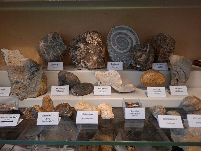 Oude fossielenverzameling met meer dan 30 stukken - Fossiele, Verzamelen, Mineralen en Fossielen
