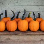 Pipsqueak F1 PMT Halloween pompoen 50 zaden, Hobby en Vrije tijd, Knutselen, Ophalen of Verzenden, Nieuw