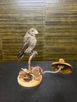 Opgezette Vogel Taxidermie Opgezette Dieren By Max